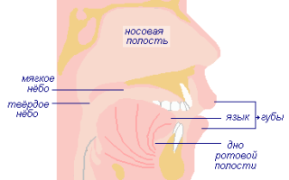 Механизм пищеварения