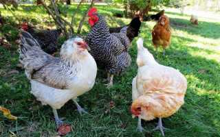 От чего зависит цвет желтка в яйце: как он связан со здоровьем курицы?