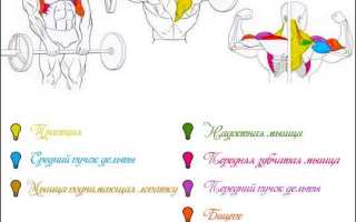 Рывок штанги – техника с пола и в стойку, нормативы упражнения
