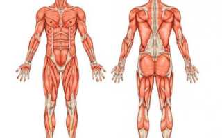 Брахиалис: как накачать плечевую мышцу для увеличения объема бицепса