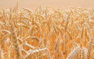 Растительный протеин – альтернатива животным белкам для веганов