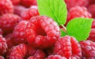 Малина – низкокалорийная и полезная ягода