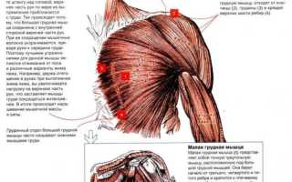 Тренировка груди и пресса