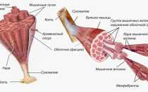 Почему нужно качать вспомогательные мышцы?