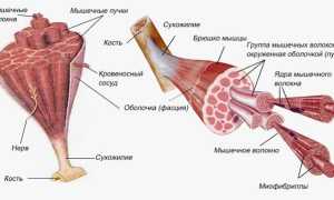 Почему нужно качать вспомогательные мышцы?