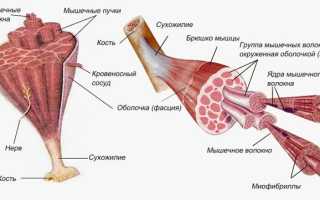 Почему нужно качать вспомогательные мышцы?