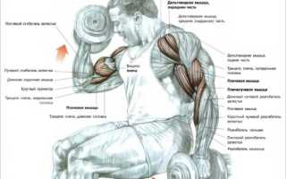 Сгибание рук (бицепс) на нижнем блоке: техника, методика, видео