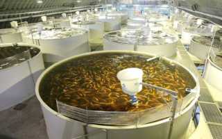 Тилапия: что это за рыба, полезна ли она или вредна, где водиться, рецепты как приготовить