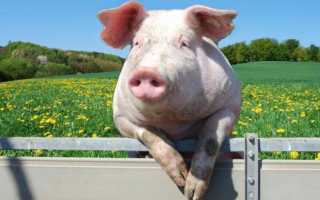 Полезно ли сало?