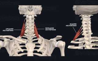 Клювовидно-плечевая мышца: расположение, функции и лучшие упражнения