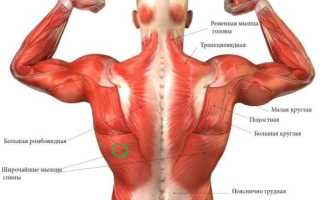 Как развить ширину спины
